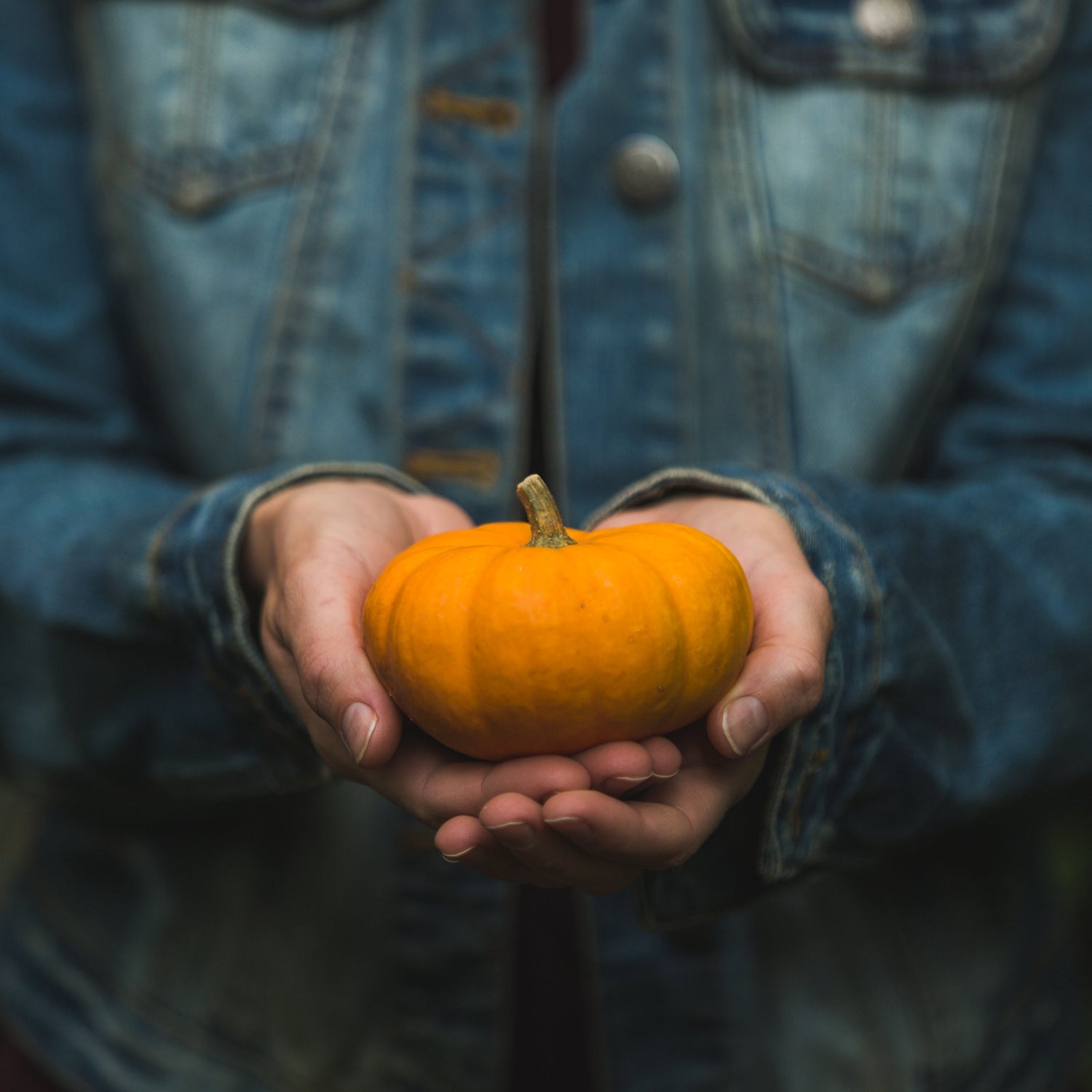 Country Autumn & Winter Collection at Gravel Chic, Hands Holding Small Pumpkin, Photo by Matthew Henry