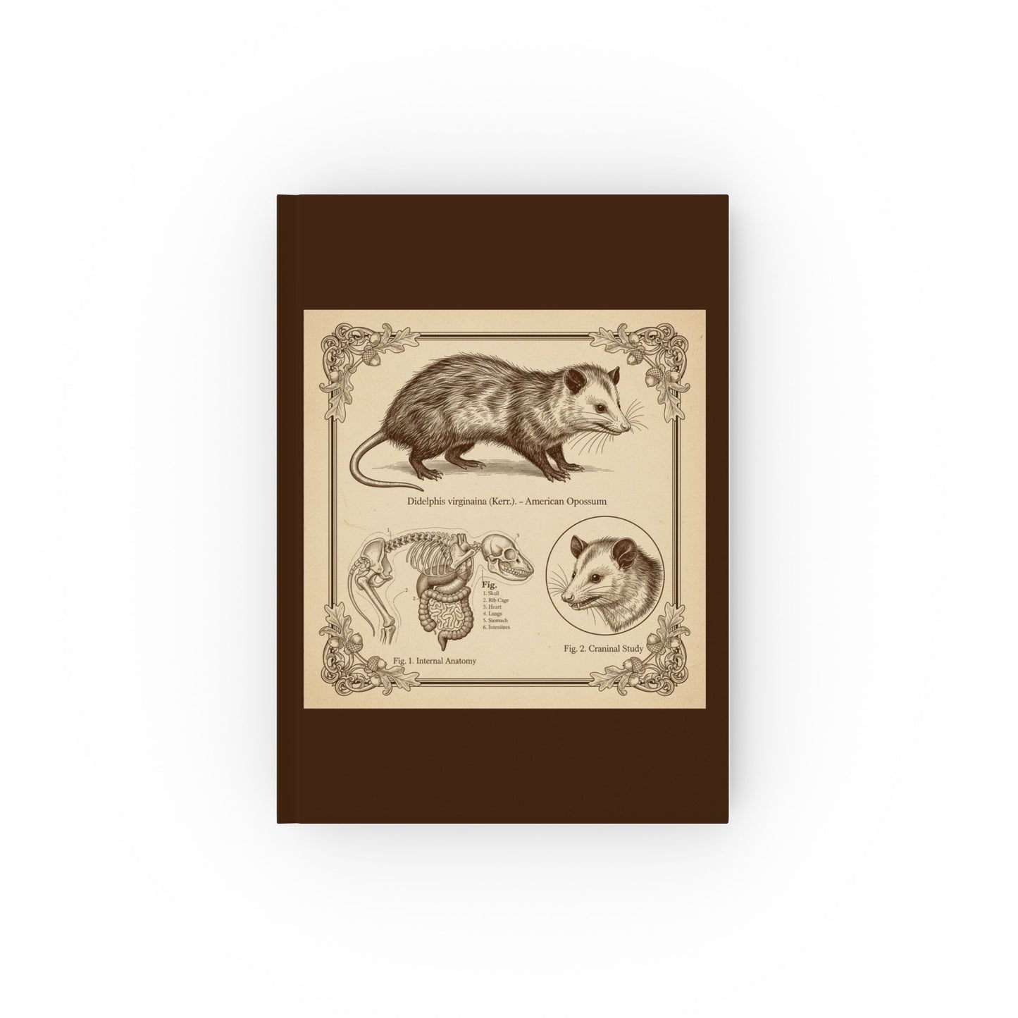 Vintage-style American Opossum Scientific Sketch— Hardback Blank or Ruled Notebook