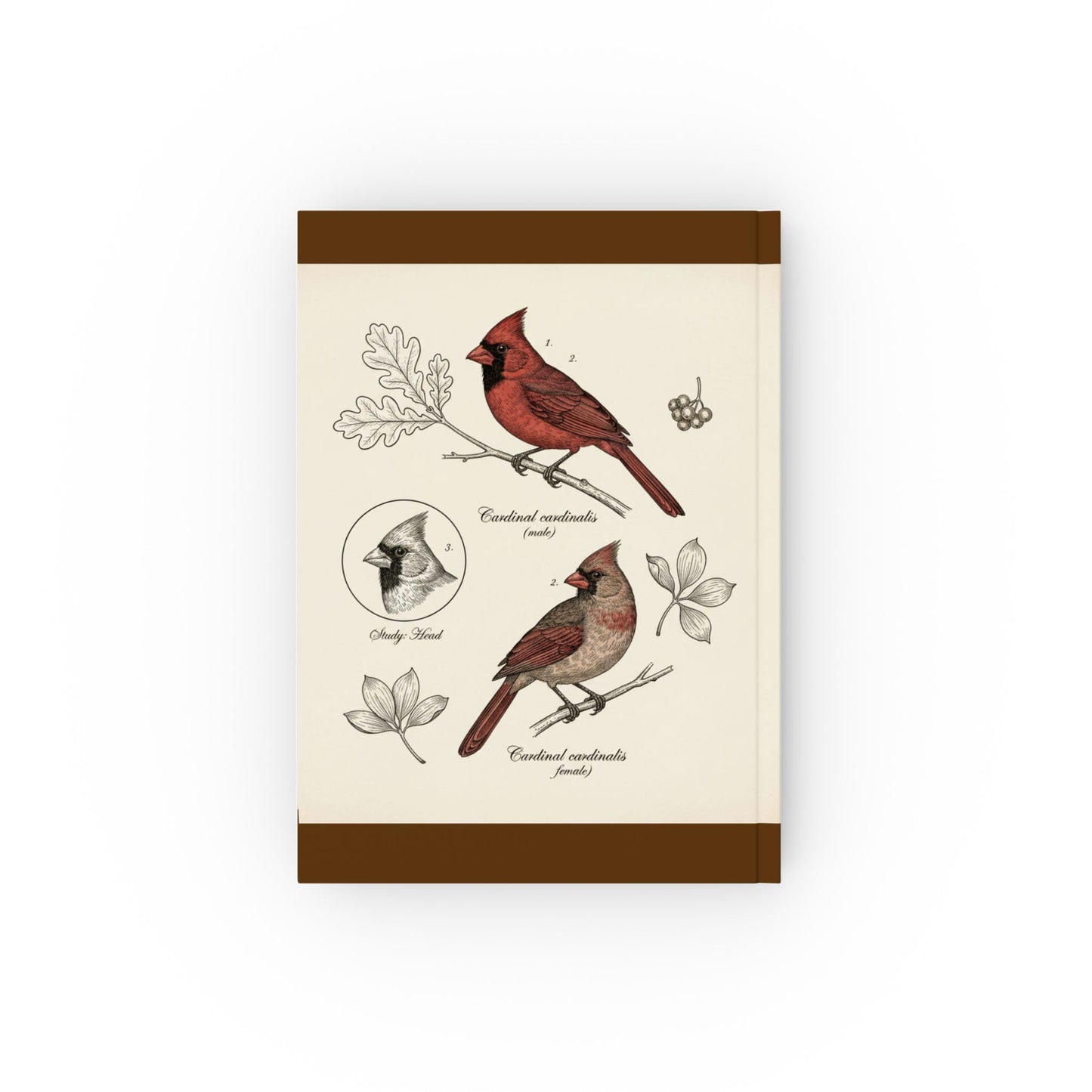 Vintage-style Cardinal Birds Scientific Sketch— Hardback Blank or Ruled Notebook