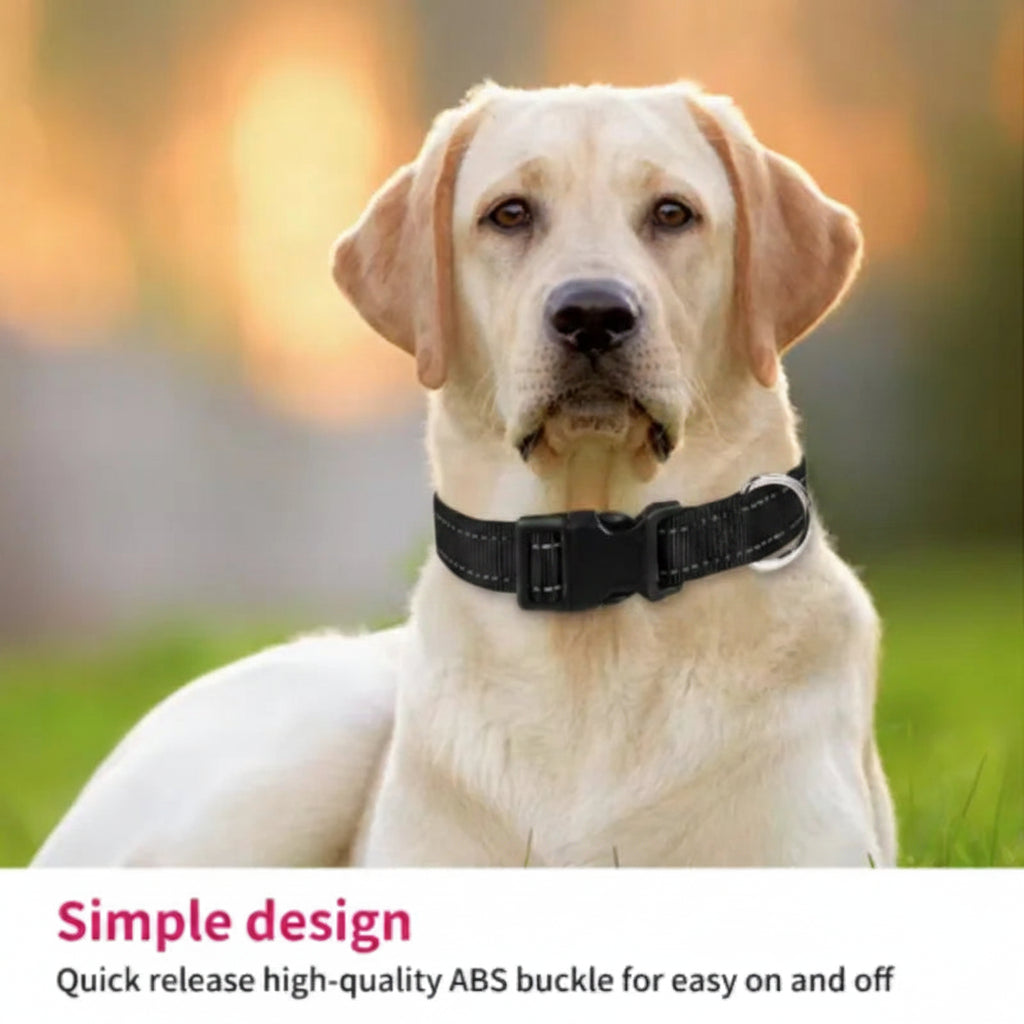 Dog wearing a black collar with a blurred background