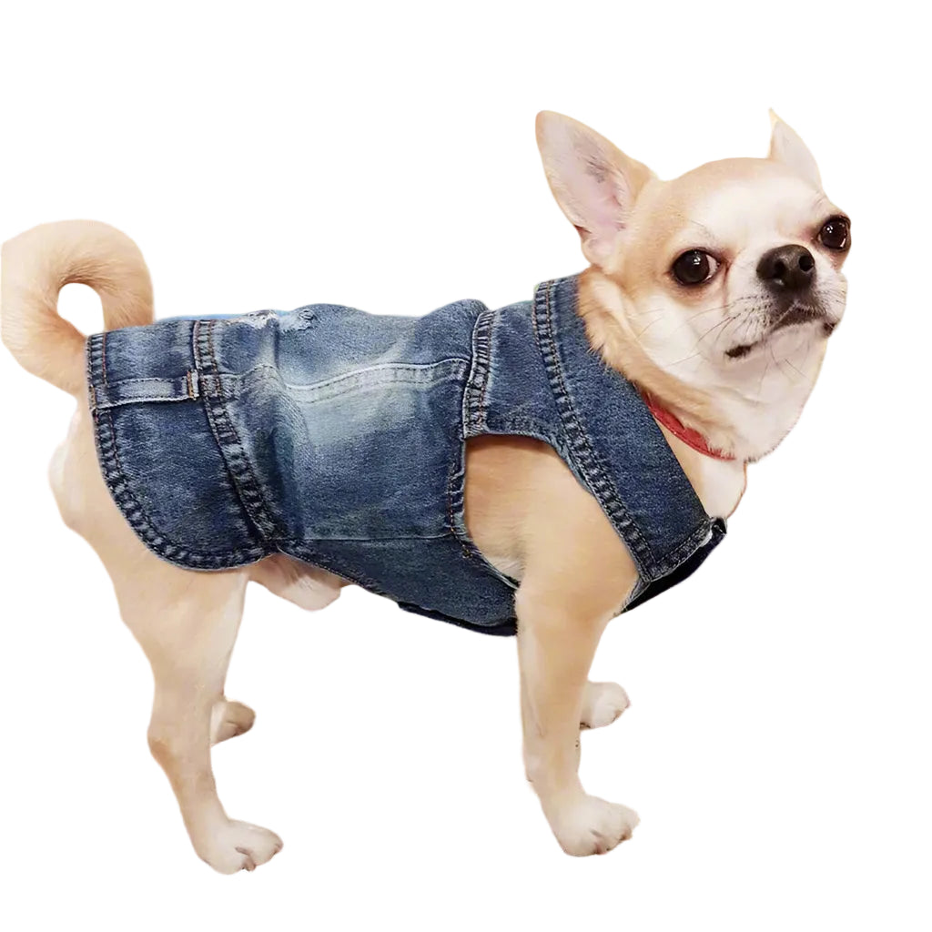 Small dog wearing a denim outfit on a white background