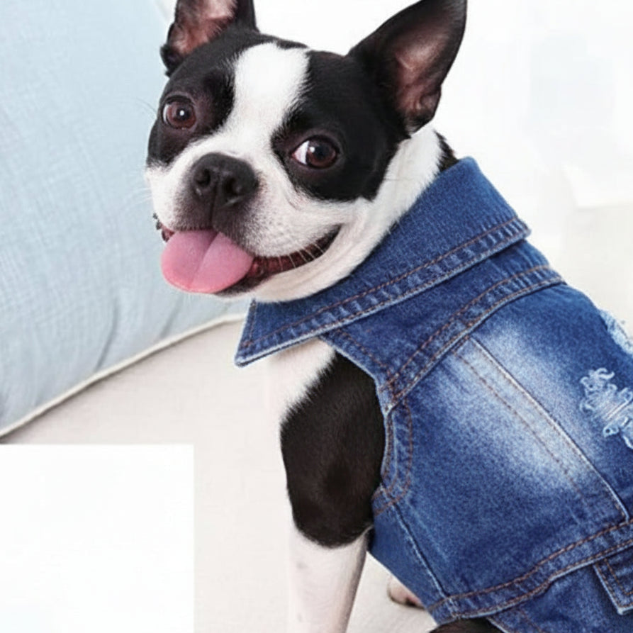 Boston terrier wearing denim doggie jacket