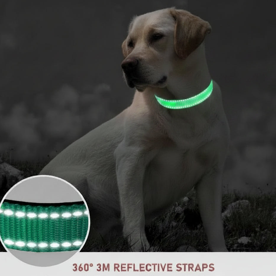 Dog wearing a green reflective collar with a close-up inset, sitting outdoors.