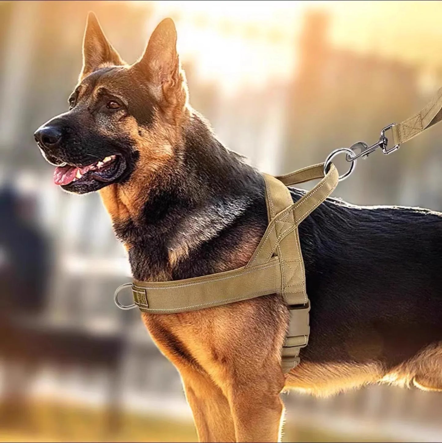 A relaxed German Shepherd wearing a tan tactical dog harness with a leash attached, set against a warm, blurred outdoor background.