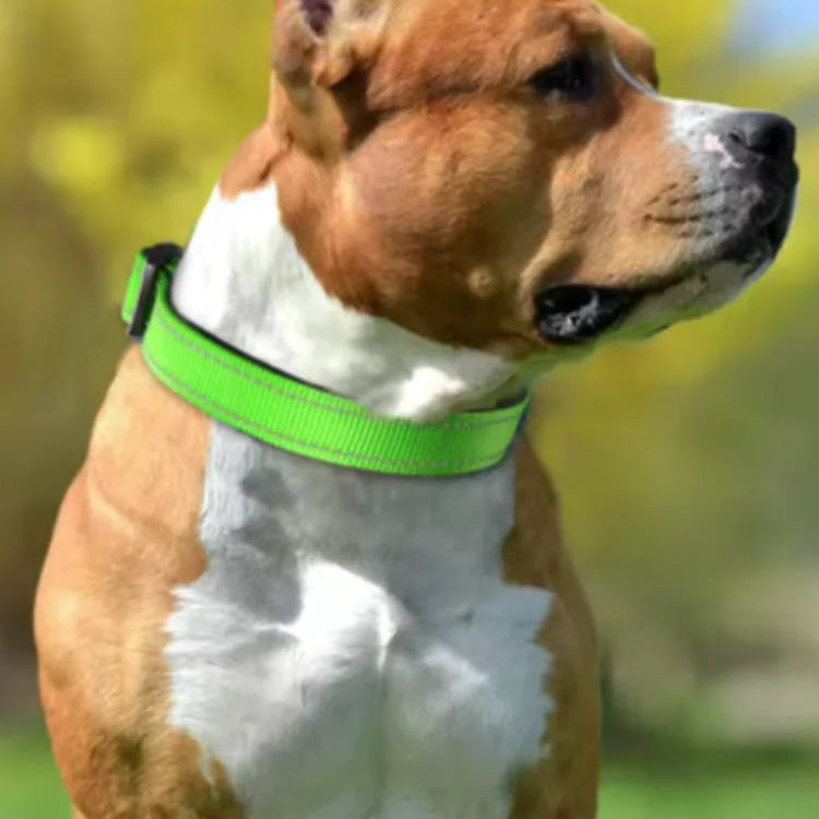 Bull Dog wearing a green collar with a blurred natural background