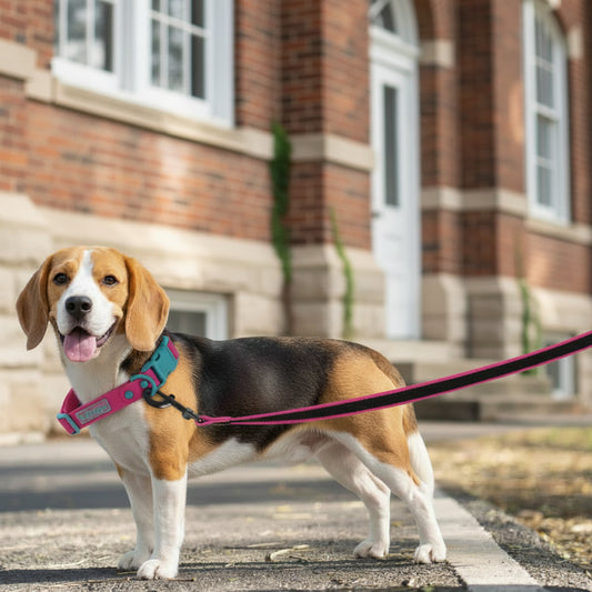 beagle on a pink leash