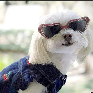 Embroidery-Accented Denim Doggie Vestie-Small Dog Jacket