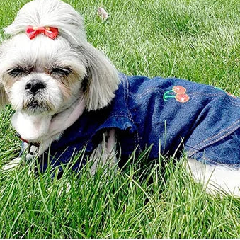Embroidery-Accented Denim Doggie Vestie-Small Dog Jacket