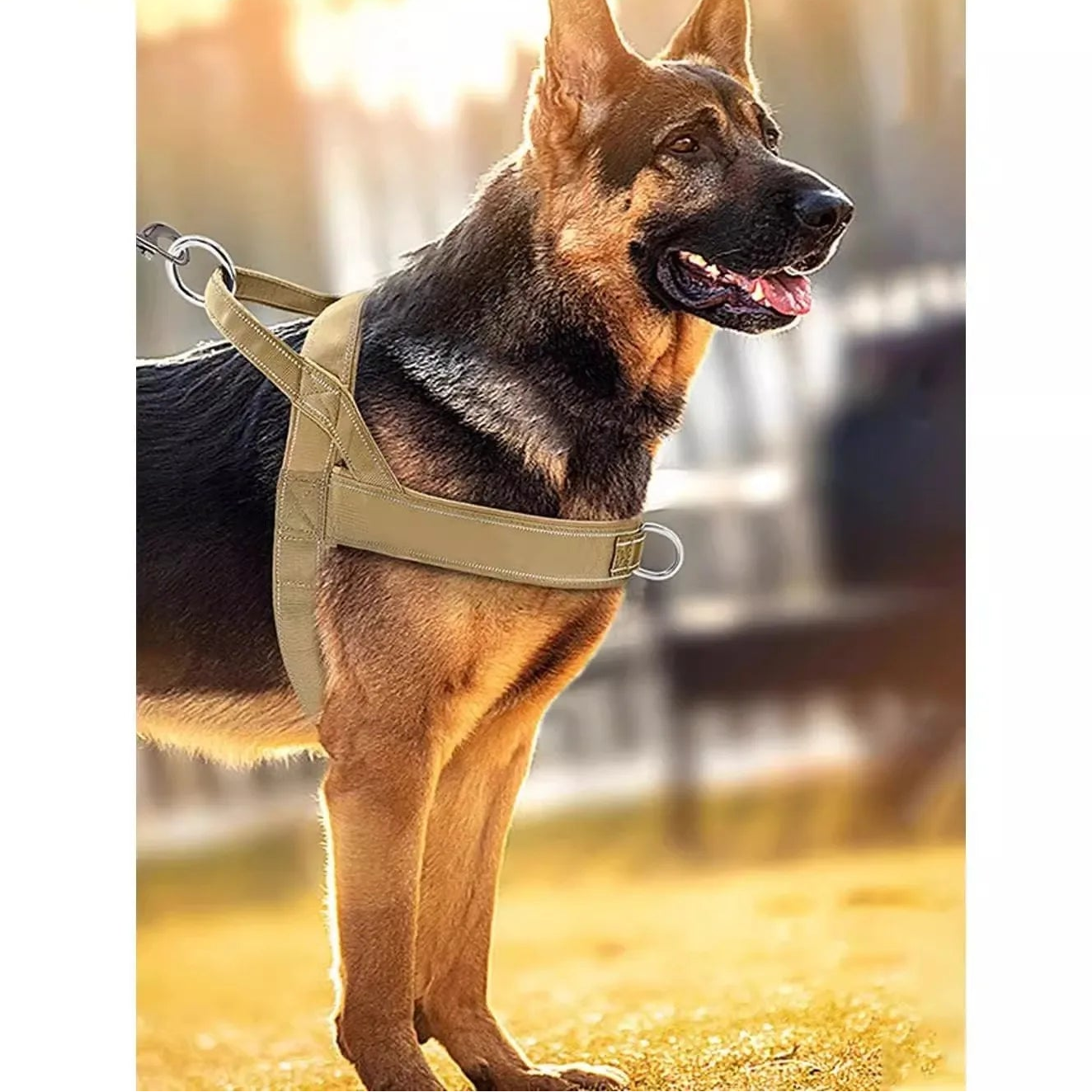 Secured-dog Control Harness