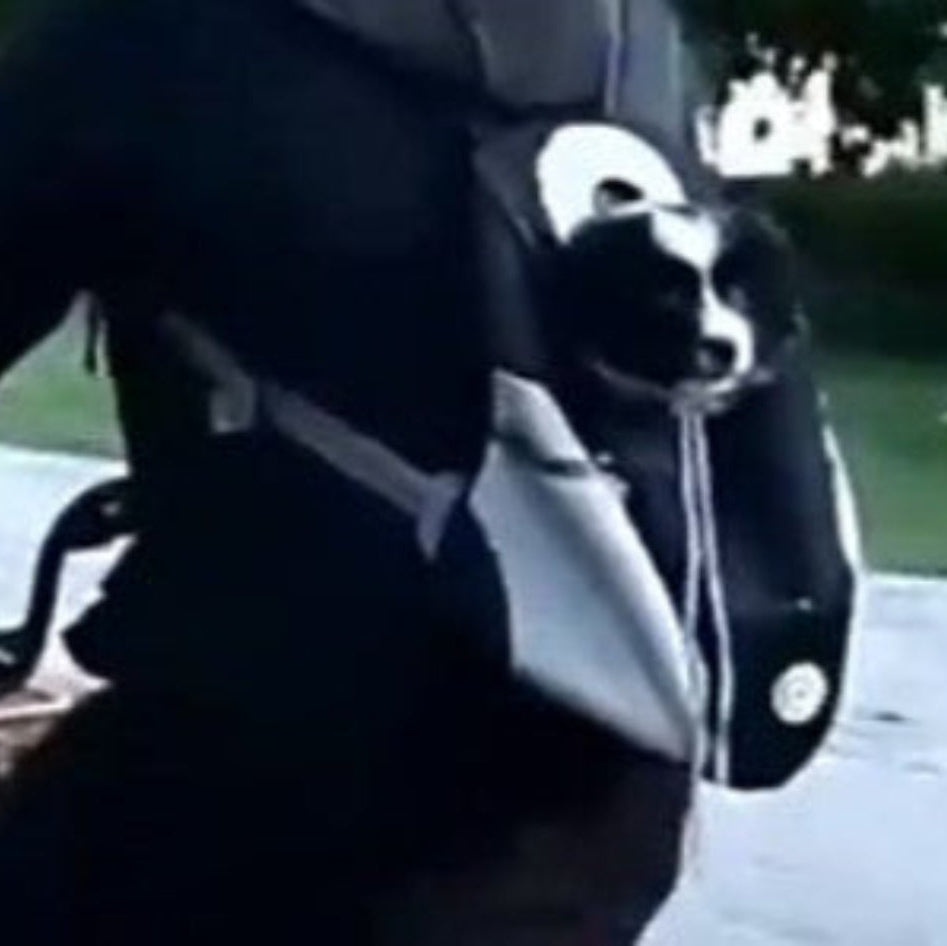 Breathable Backpack for Carrying Little Dogs and Cats (and Other Critters)