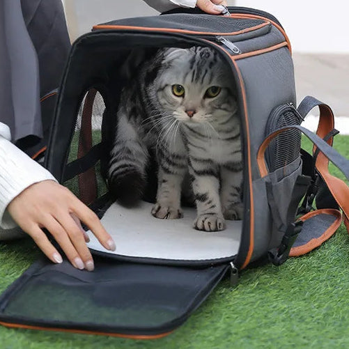 Person opening a pet carrier with a cat inside on a grassy surface.