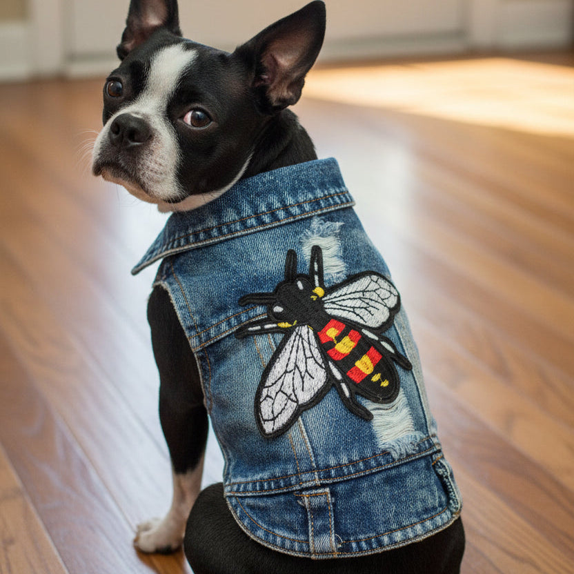 Boston terrier wearing denim jacket w bee embroidery