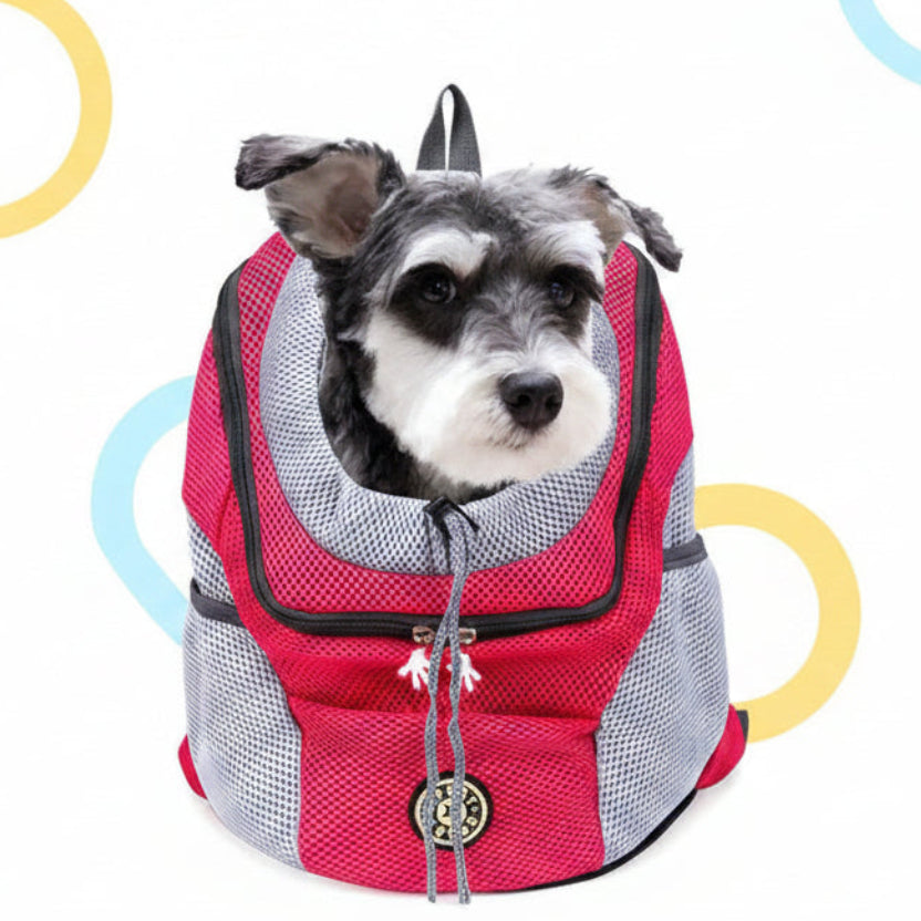 Small dog in backpack
