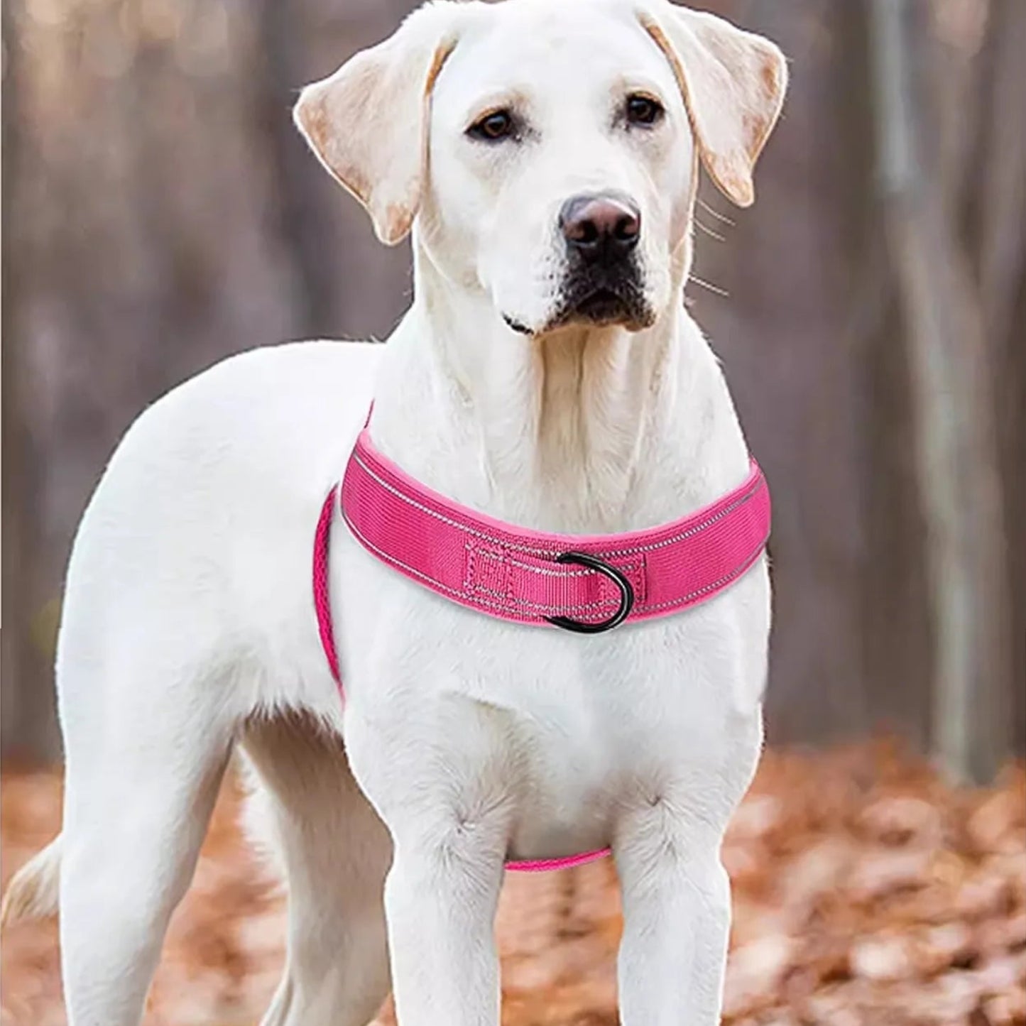 White dog wearing a pink harness in a forest setting